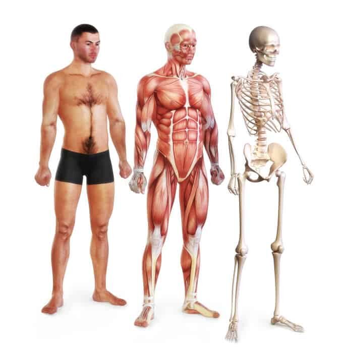Anatomy & Physiology Editable Course Manuals